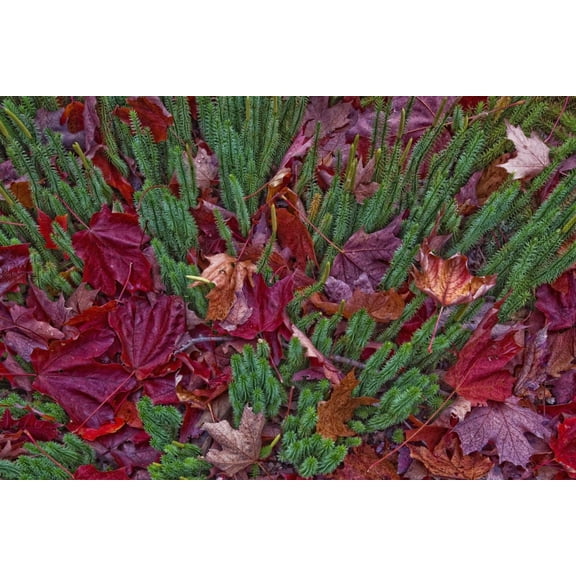 Maple Leaves Laying On The Ground In Algonquin Park Ontario Canada Canvas Art - Robert Postma Design Pics (18 x 12)