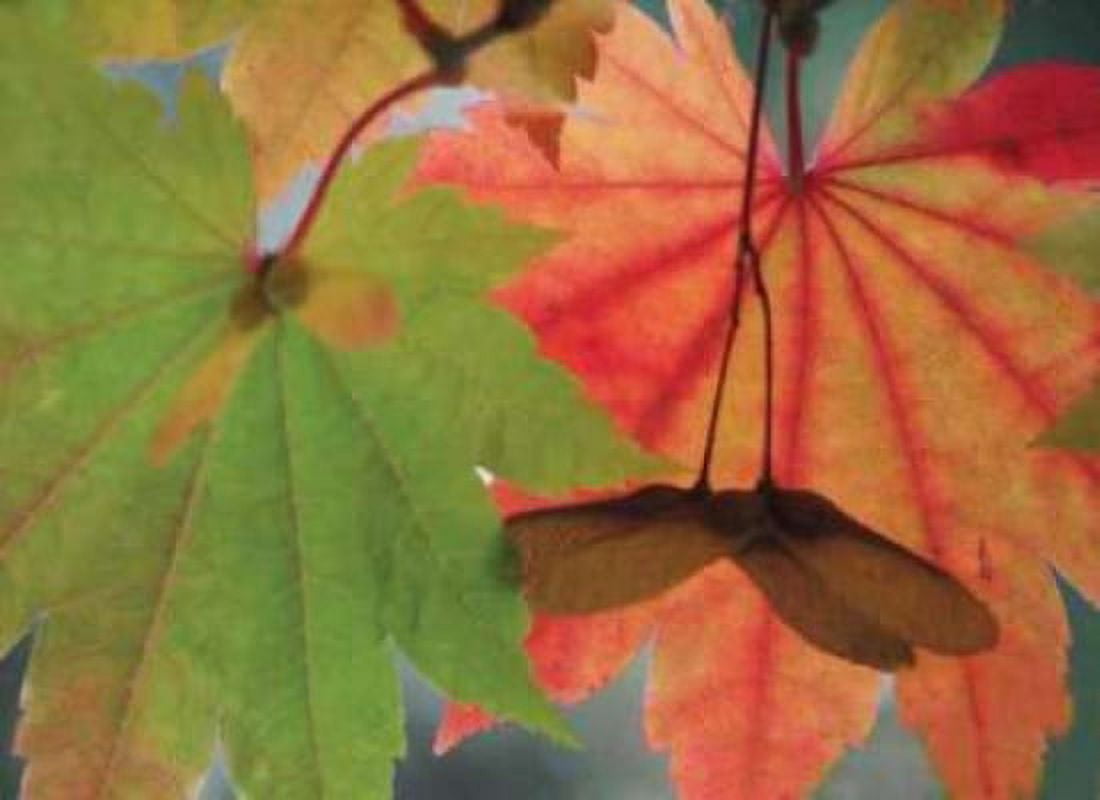 Maple Leaves Perfection I Canvas Art - Vitaly Geyman (18 x 24)