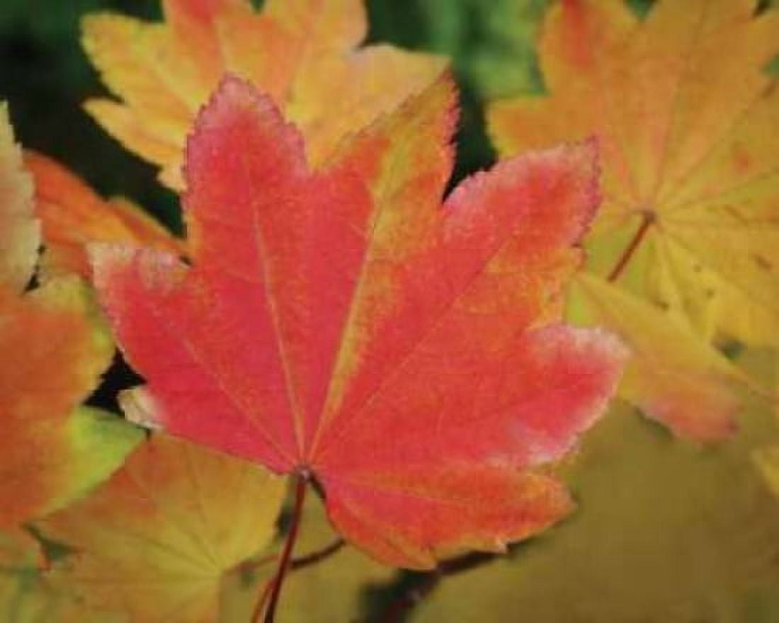 Maple Leaves Perfection II Canvas Art - Vitaly Geyman (24 x 30)