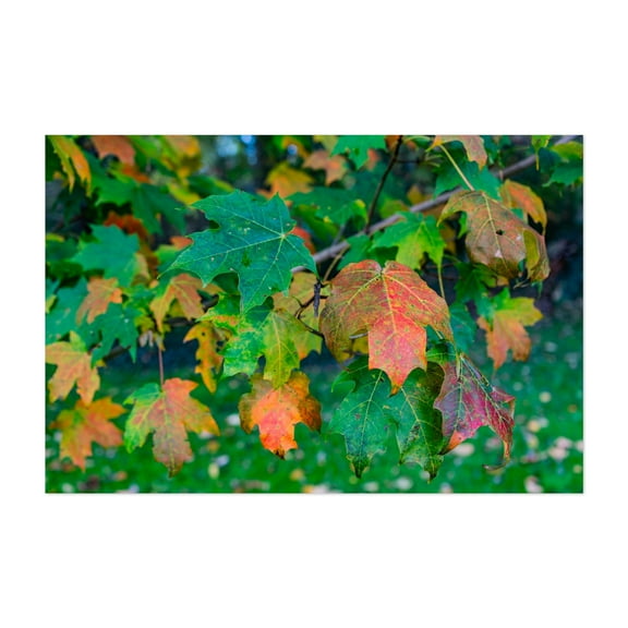 Maple Leaves in Autumn - Pennsylvania Photography Autumn Botanical Nature Woodland Forest Scenic Unframed Wall Art Print 20 x 30 inches