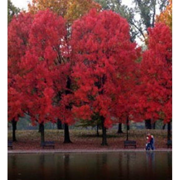 Maple Red (Acer Rubrum) Nice Garden Tree Seeds By Seed Kingdom BULK 600 Seeds