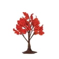 thumbnail image 1 of Maple Tree - 6'', 1 of 1