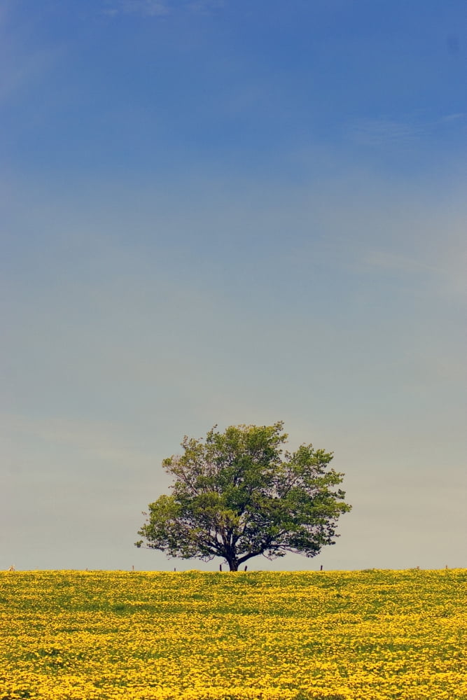 Maple Tree And Dandelion Field Prince Edward Island Canvas Art - John Sylvester Design Pics (12 x 18)