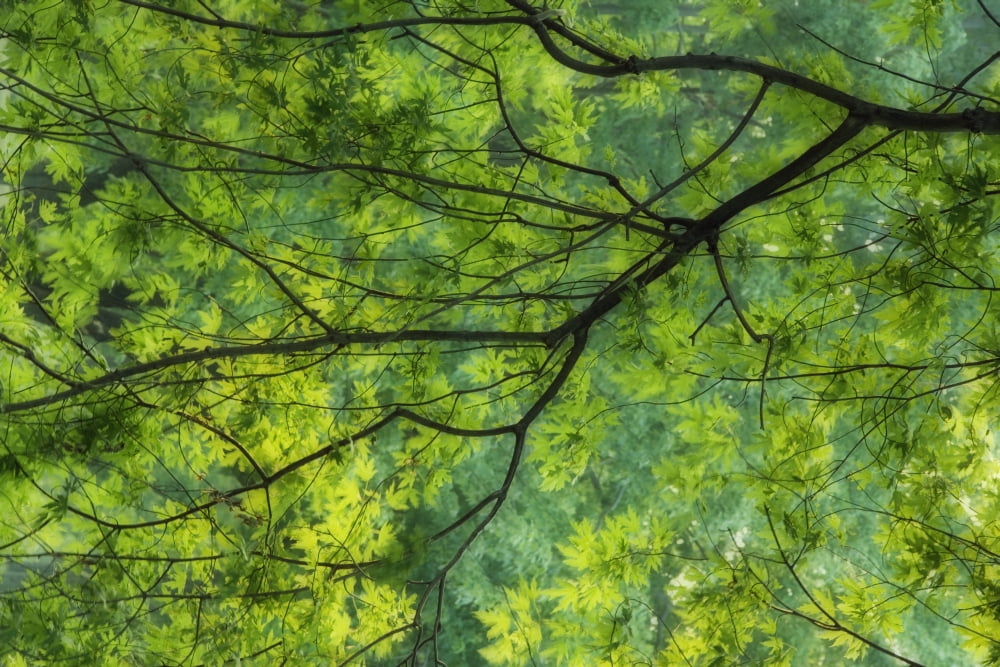 Maple Tree At Selkirk Provincial Park - Selkirk Ontario Canada Canvas Art - Darwin Wiggett Design Pics (17 x 11)