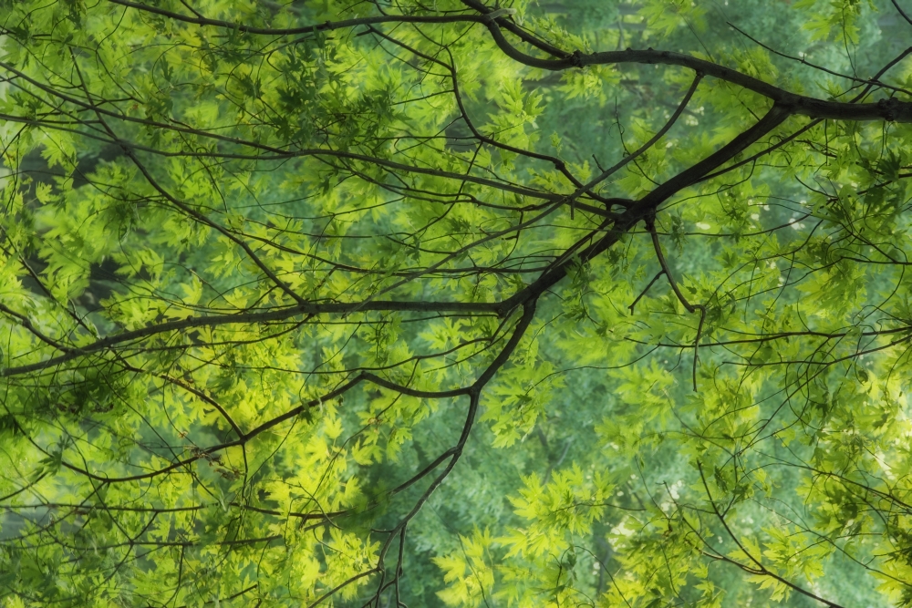 Maple Tree At Selkirk Provincial Park - Selkirk Ontario Canada Canvas Art - Darwin Wiggett Design Pics (34 x 22)