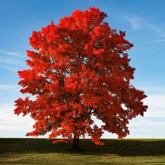 Maple Tree 'Brandywine Red'