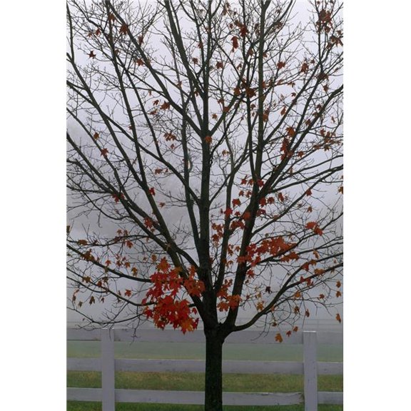 Maple Tree in Autumn Poster Print by Natural Selection Tony Sweet - 12 x 18