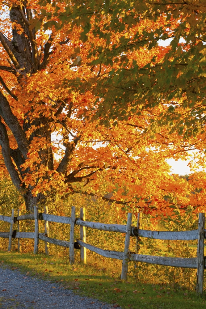 Maple Trees And A Rail Fence In Autumn Lawrenceville Quebec Canada Canvas Art - David Chapman Design Pics (12 x 19)