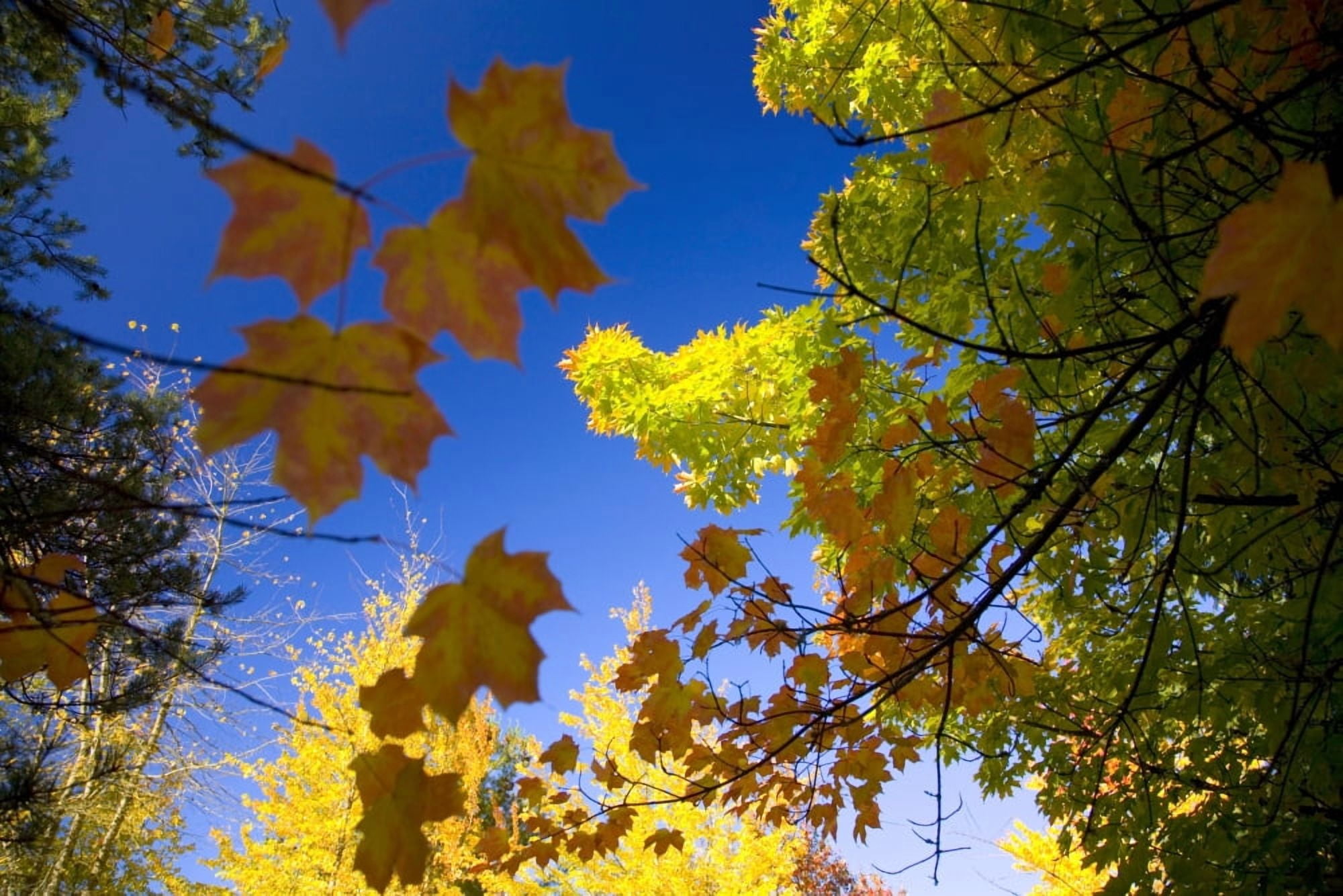 Maple Trees In Autumn Canvas Art - Craig Tuttle Design Pics (20 x 13)