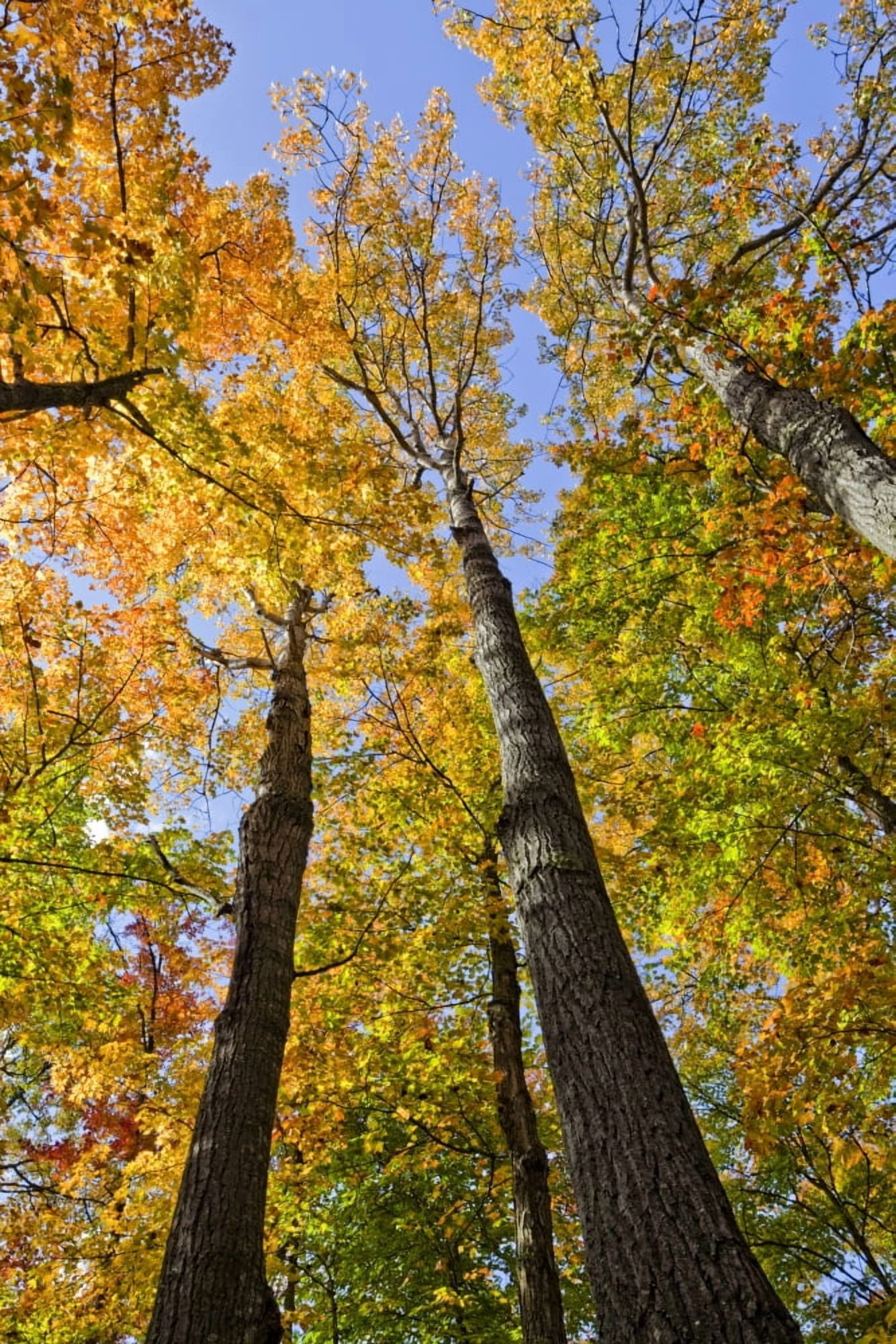 Maple Trees In Autumn Colours In Algonquin Provincial Park Ontario Canada Canvas Art - Robert Postma Design Pics (12 x 18)