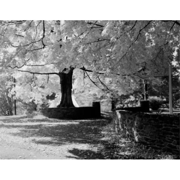 Maple Trees in Park Poster Print - 18 x 24 in.