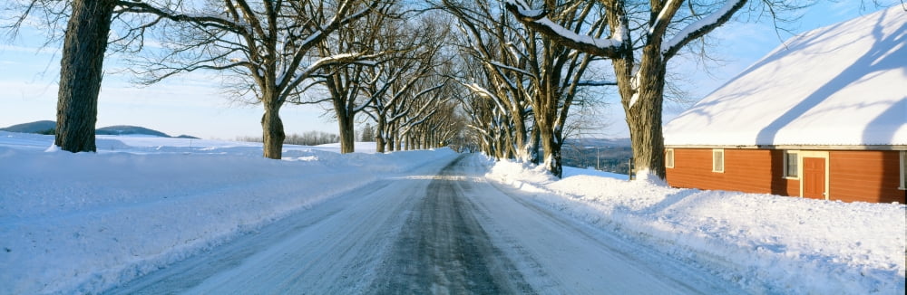 Maple Trees in Snow Lyndonville Vermont Canvas Art - Panoramic Images (36 x 12)