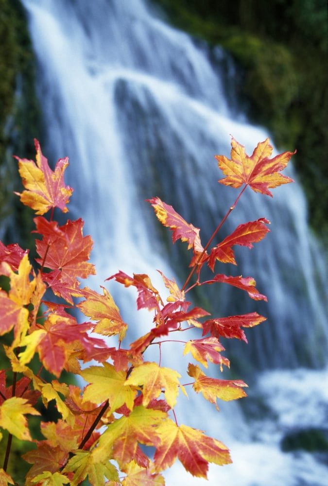 Maple Vine With Waterfall Canvas Art - Natural Selection Craig Tuttle Design Pics (12 x 18)