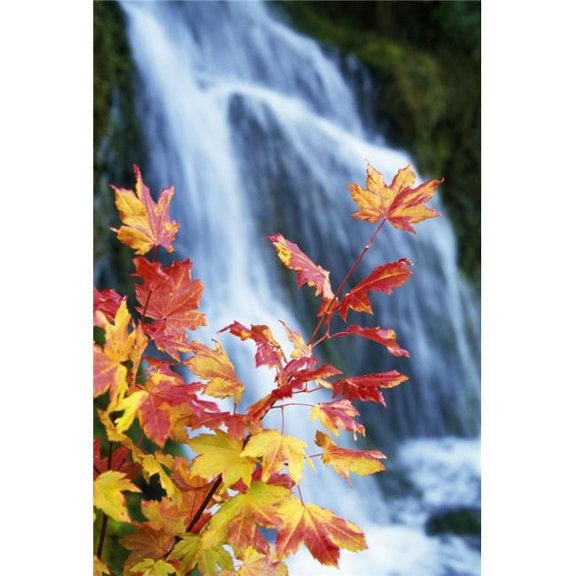 Maple Vine with Waterfall Poster Print by Natural Selection Craig Tuttle, 24 x 36 - Large