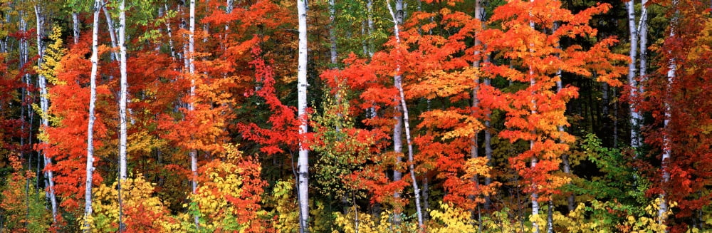 Maple and birch trees in a forest Maine USA Canvas Art - Panoramic Images (36 x 12)