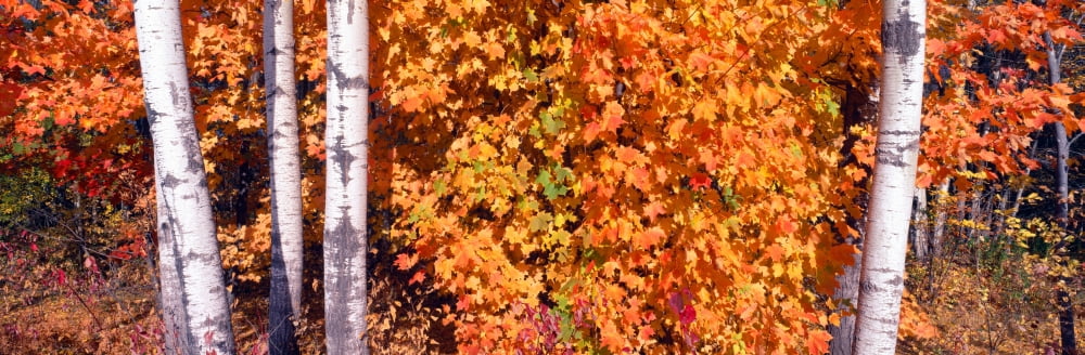 Maple and birch trees near Baywood Wisconsin Canvas Art - Panoramic Images (27 x 9)