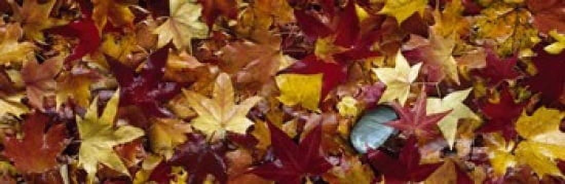 Maple leaves Canvas Art - Panoramic Images (18 x 6)