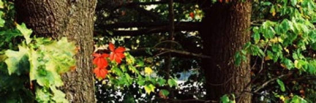 Maple leaves on trees Tolland County Connecticut USA Canvas Art - Panoramic Images (18 x 6)