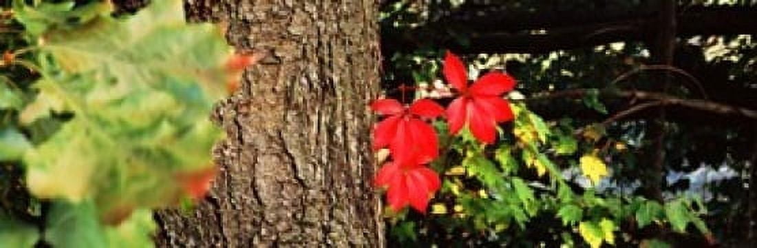 Maple leaves on trees Tolland County Connecticut USA Canvas Art - Panoramic Images (18 x 6)