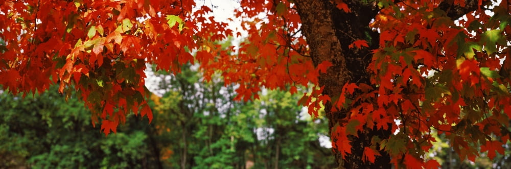 Maple tree in autumn Canvas Art - Panoramic Images (36 x 12)