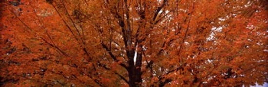 Maple tree in autumn Vermont USA Canvas Art - Panoramic Images (18 x 6)