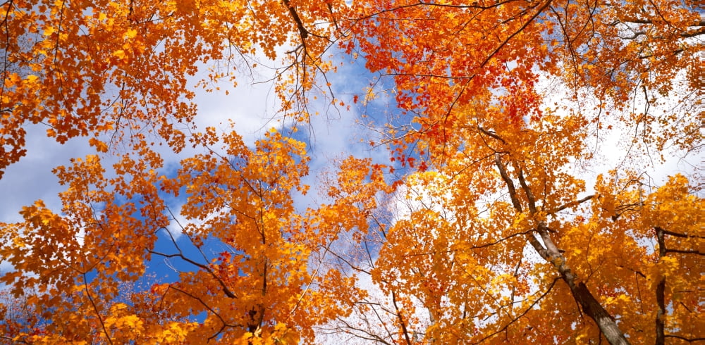 Maple trees in autumn Vermont USA Canvas Art - Panoramic Images (27 x 9)