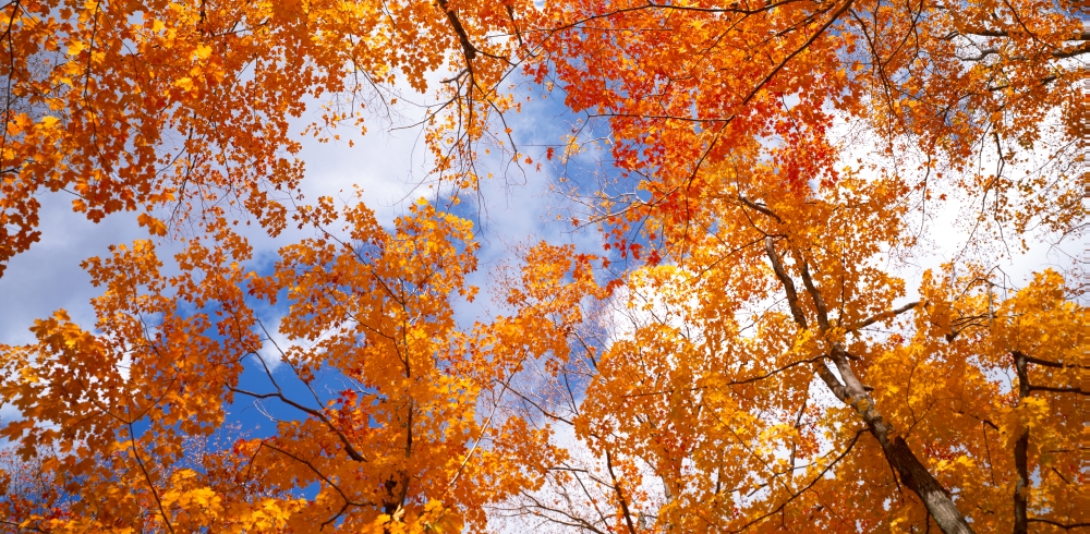 Maple trees in autumn Vermont USA Canvas Art - Panoramic Images (36 x 12)