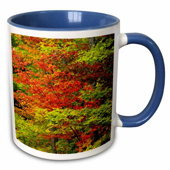 Maple trees in fall color, Hiawatha National Forest, Michigan. 15oz Two-Tone Blue Mug mug-259496-11
