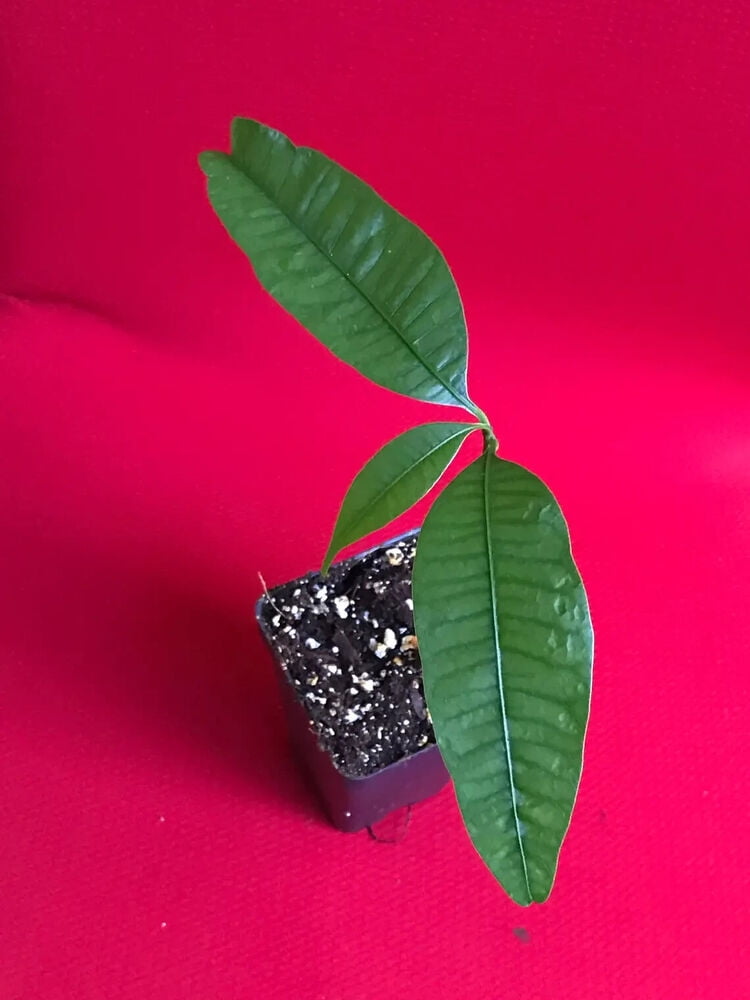 Maprang Bouea Macrophylla Marian Plum Gandaria Potted Fruit Tree Plant