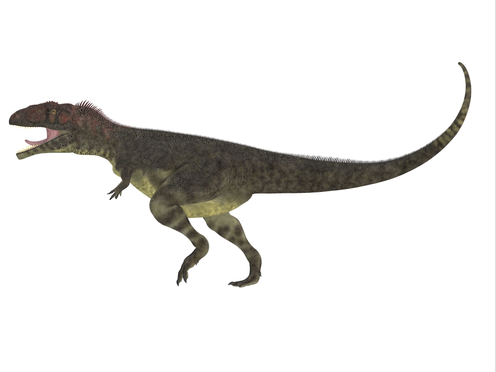 Mapusaurus dinosaur white background Canvas Art - Corey FordStocktrek Images (17 x 13)