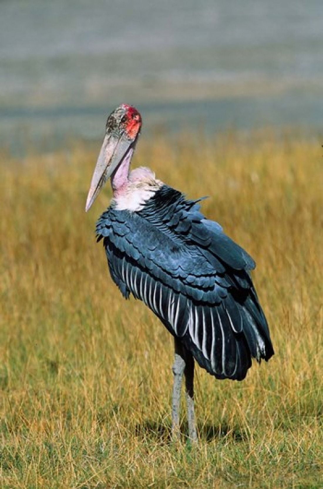 Marabou Stork Kenya Canvas Art - Charles Sleicher DanitaDelimont (25 x 38)