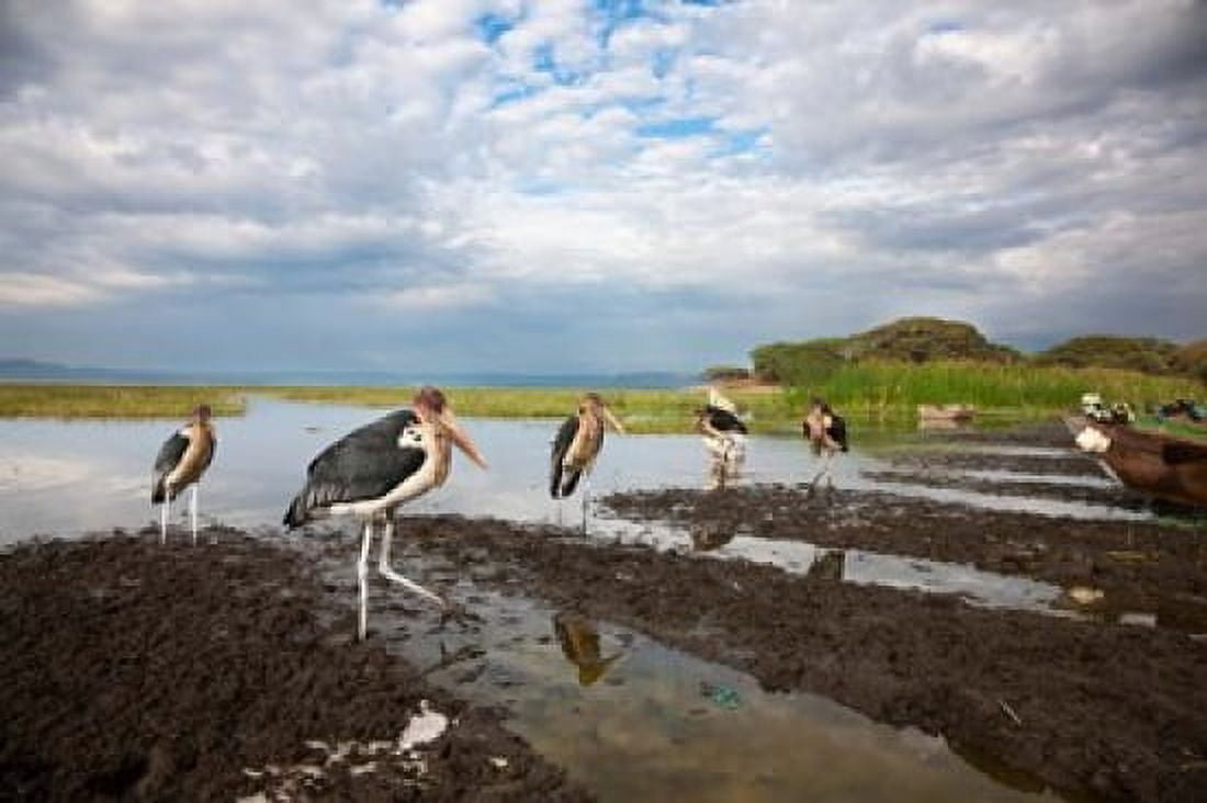 Marabou Storks fish market in Awasa Ethiopia Canvas Art - Martin Zwick DanitaDelimont (38 x 25)