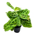 Maranta Green, 4 inch Rabbit Tracks, Kerchoveana Leuconeura Green