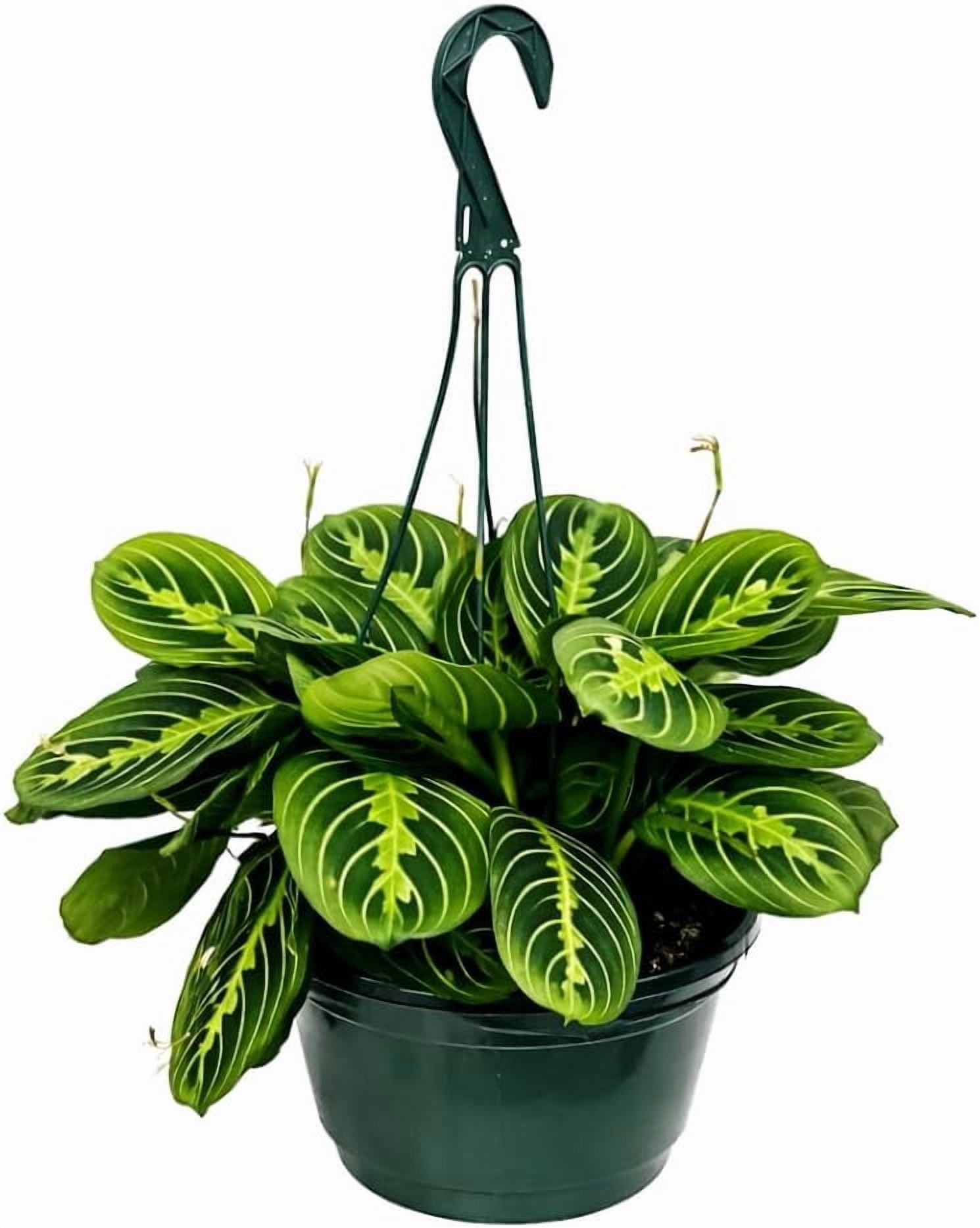 Hanging Baskets in Annuals - Walmart.com