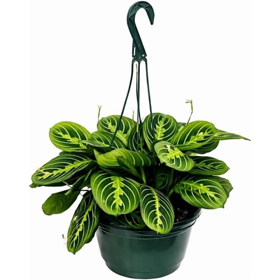 Maranta Lemon Lime Live Indoor Plant in 8 Inch Hanging Basket, Lemon Lime Prayer Plant, Maranta Leuconeura Houseplant for Home or Office