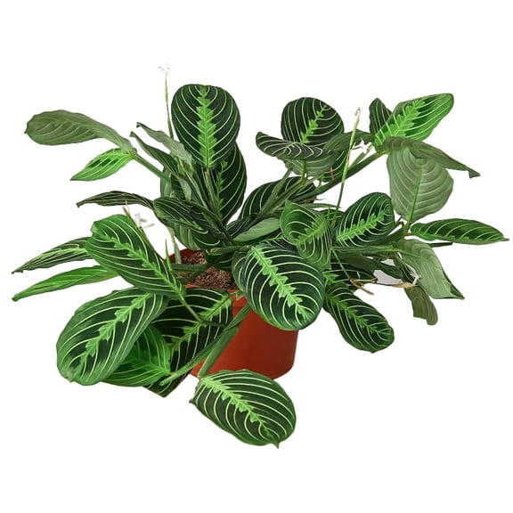 Maranta Lemon Lime Plant - 3-6 In Starter Plant, Bright Indirect Light, Non-Toxic