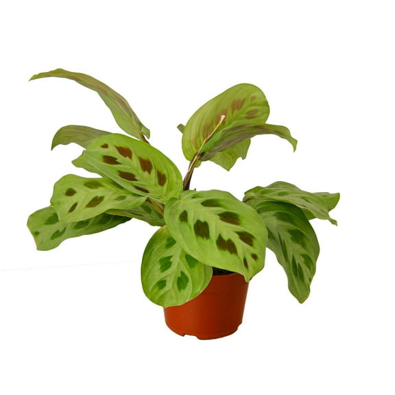 Maranta 'Leuconeura', 4" Pot, Indoor Houseplant, Easy Care, Live Plant for Indoor & Outdoor