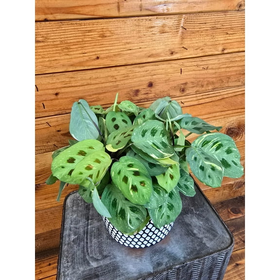 Maranta Leuconeura Beauty Kim, 6" Plant, The Plant Farm