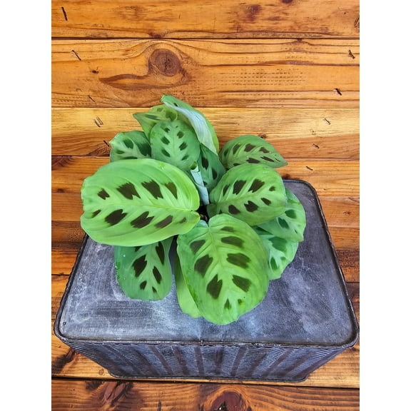 Maranta Leuconeura Green, 4" Plant, The Plant Farm