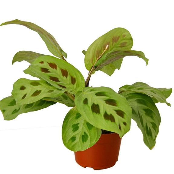 Maranta Leuconeura Live Plant for Indoor | Different Houseplants in 4'' & 6'' Pot | Real House Plant for Living Room, Office, Desk & Bathroom | Prayer plant
