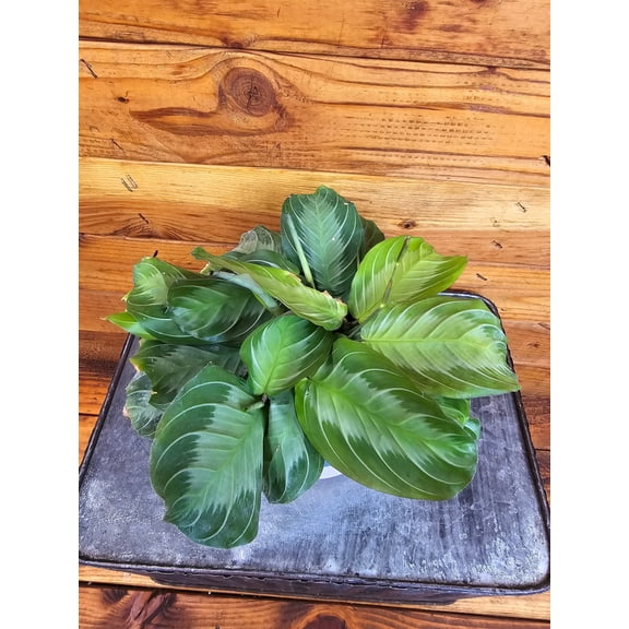 Maranta Leuconeura Silver Band, 4" Plant, The Plant Farm