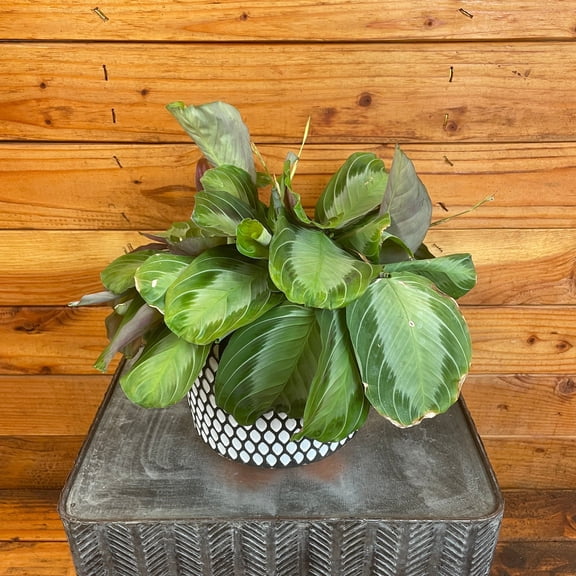 Maranta Leuconeura Silver Band, 6" Plant, The Plant Farm