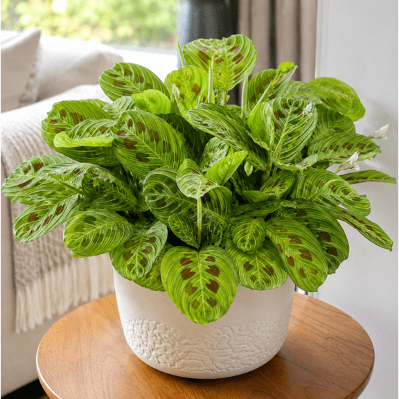 Maranta Prayer Fantasy Live Plant 4-6 Inch, Green Foliage Plant for Indoor, Outdoor Garden
