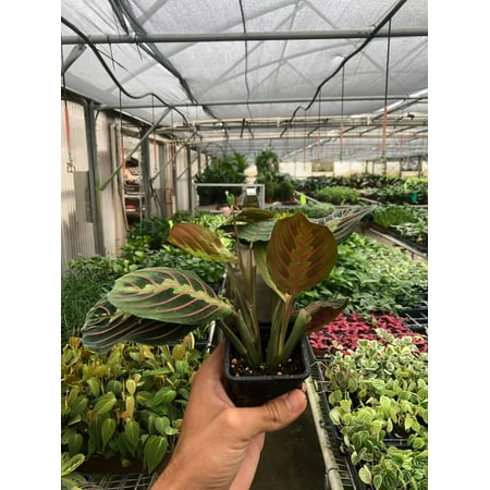 Maranta 'Red Prayer', 3" Pot, Indoor Houseplant, Easy Care, Live Plant for Indoor & Outdoor