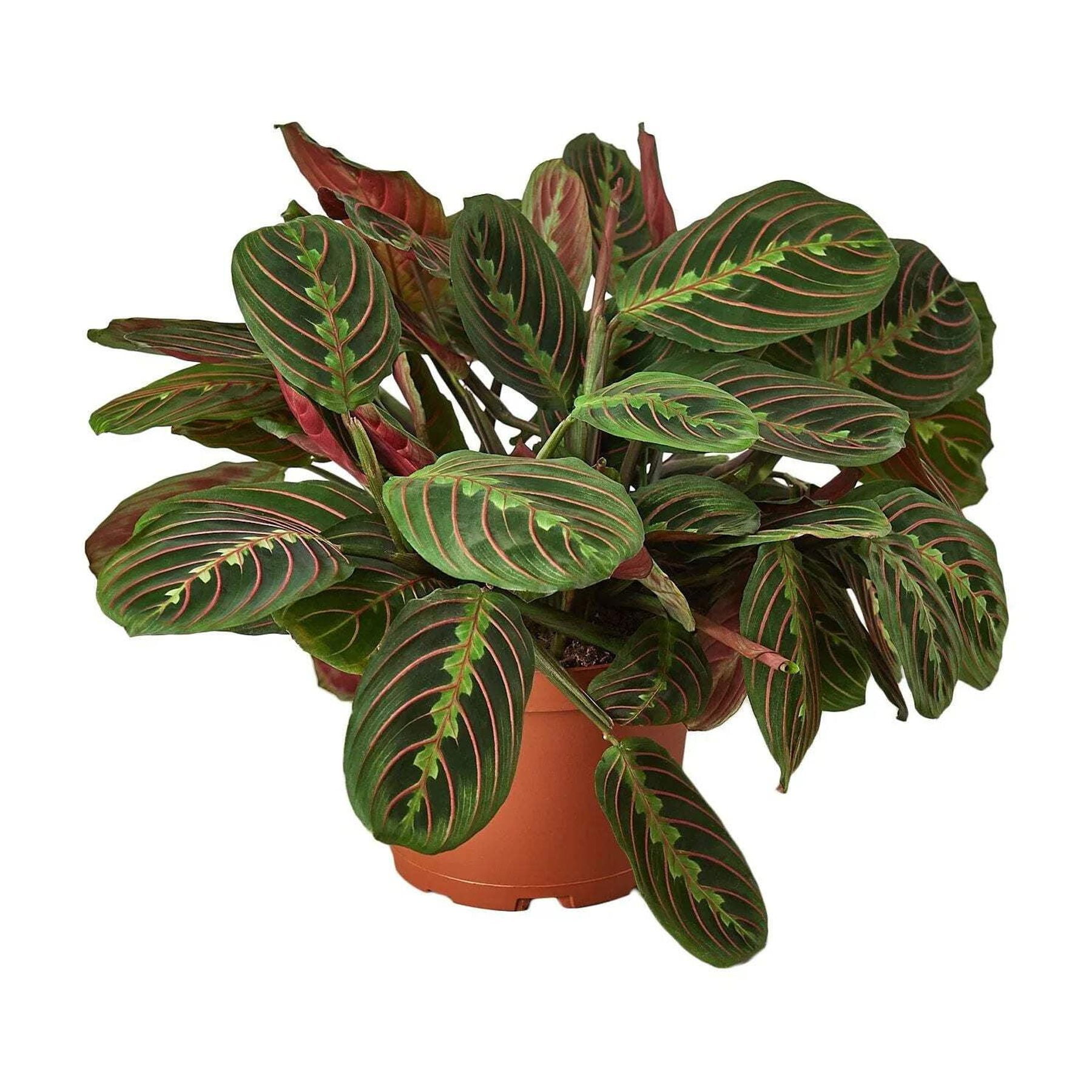 Maranta 'Red Prayer', 6" Pot, Indoor Houseplant, Easy Care, Live Plant for Indoor & Outdoor