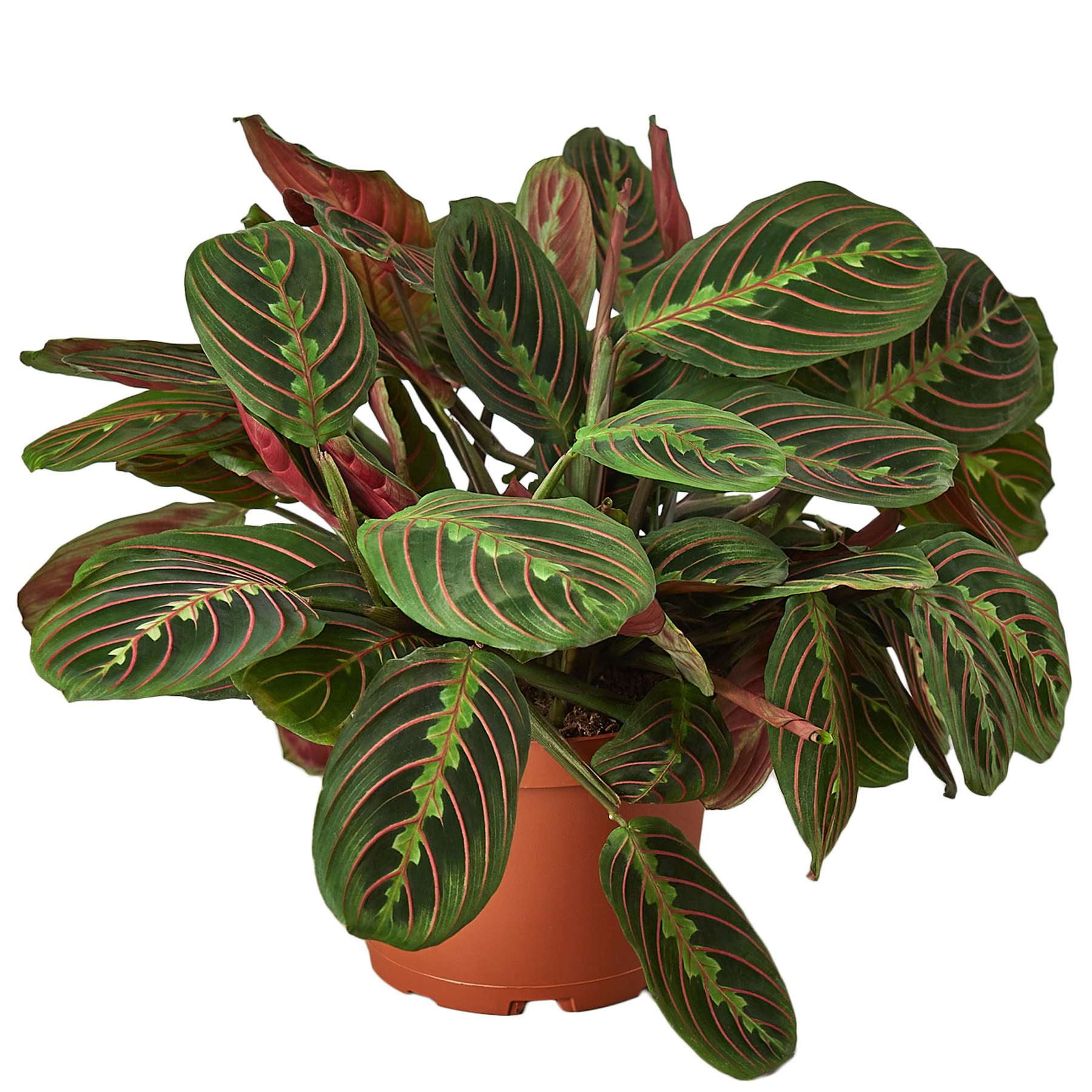 Maranta 'Red Prayer' Live Plant for Indoor | Different Houseplants in 4'' & 6'' Pot | Real House Plant for Living Room, Office, Desk & Bathroom | Prayer plant