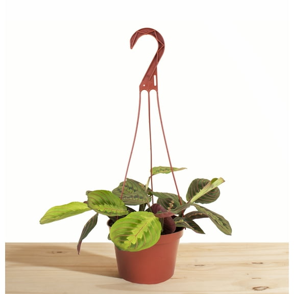 Maranta Red 'Prayer Plant' House Plant in 6" Hanging Grow Pot