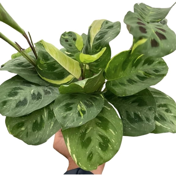 Maranta Variegated Beauty Kim Starter Plant, 3-6 In, Bright Indirect Light
