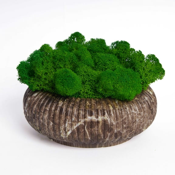 Marble-Pattern Circular Planter with Preserved Moss Moss Bowl Desktop Round Bonsai