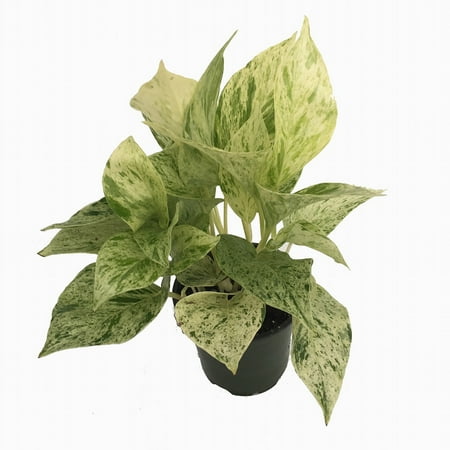 Marble Queen Devil's Ivy - Pothos - Epipremnum - 4" Pot